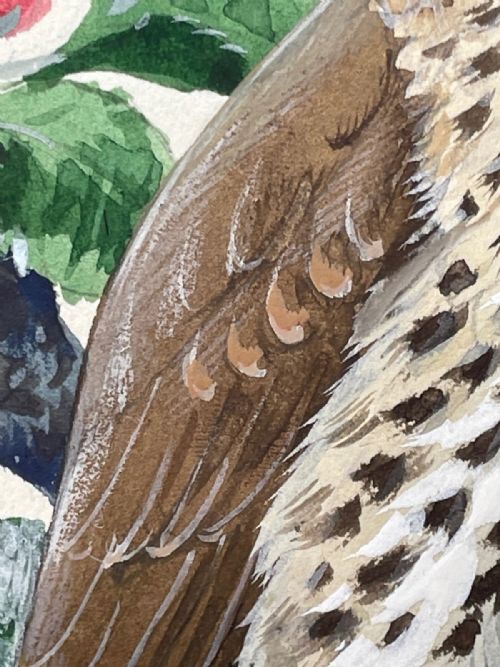MIDCENTURY THRUSH SONG BIRD PAINTING BY CHARLES F TUNNICLIFFE - ADDITIONAL PHOTO 7