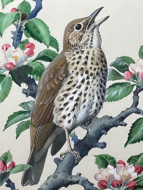 MIDCENTURY THRUSH SONG BIRD PAINTING BY CHARLES F TUNNICLIFFE - ADDITIONAL PHOTO 8