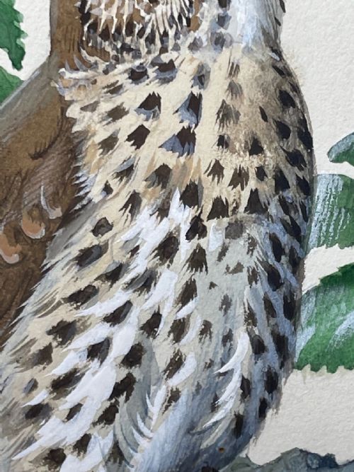 MIDCENTURY THRUSH SONG BIRD PAINTING BY CHARLES F TUNNICLIFFE - ADDITIONAL PHOTO 10