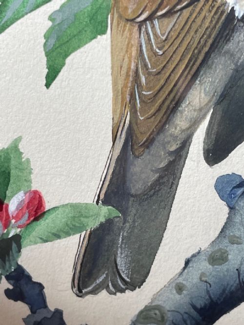 MIDCENTURY THRUSH SONG BIRD PAINTING BY CHARLES F TUNNICLIFFE - ADDITIONAL PHOTO 12
