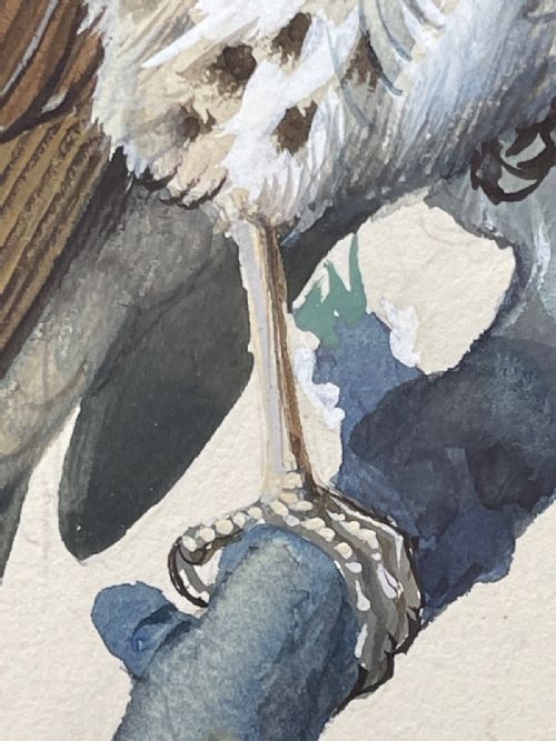 MIDCENTURY THRUSH SONG BIRD PAINTING BY CHARLES F TUNNICLIFFE - ADDITIONAL PHOTO 18