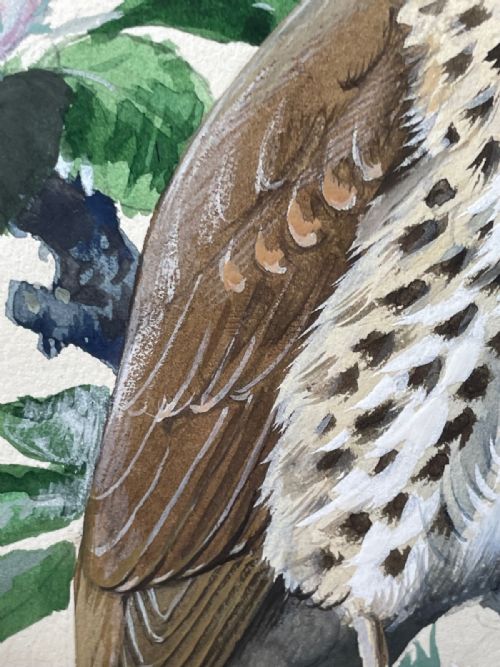 MIDCENTURY THRUSH SONG BIRD PAINTING BY CHARLES F TUNNICLIFFE - ADDITIONAL PHOTO 19