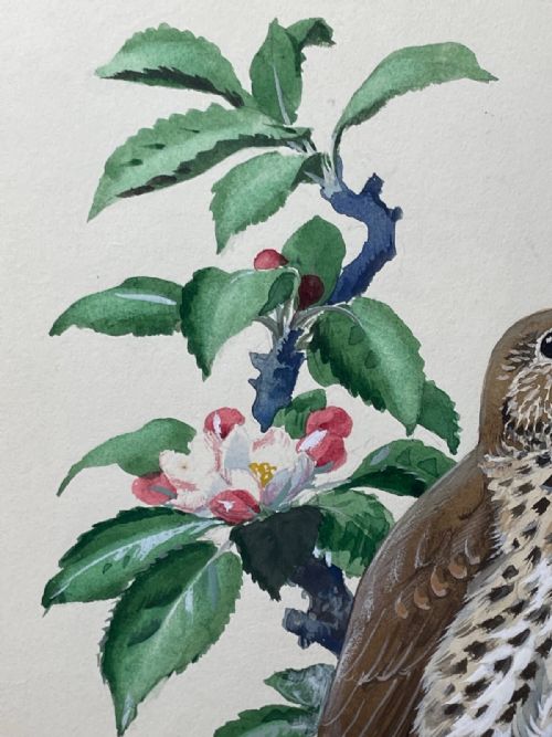 MIDCENTURY THRUSH SONG BIRD PAINTING BY CHARLES F TUNNICLIFFE - ADDITIONAL PHOTO 20