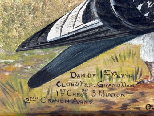 fig 2. An early 20th-century oil painting on board depicting two racing pigeons outdoors, housed in a dark carved wooden frame with hand-painted text detailing race victories.