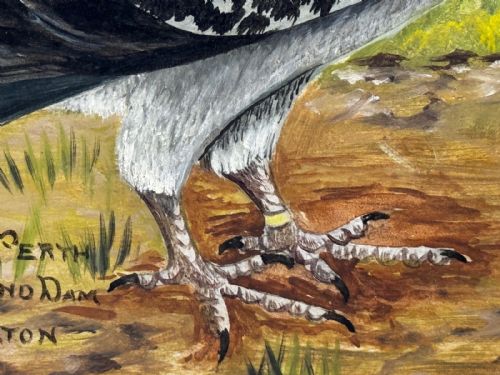 fig 3. An early 20th-century oil painting on board depicting two racing pigeons outdoors, housed in a dark carved wooden frame with hand-painted text detailing race victories.