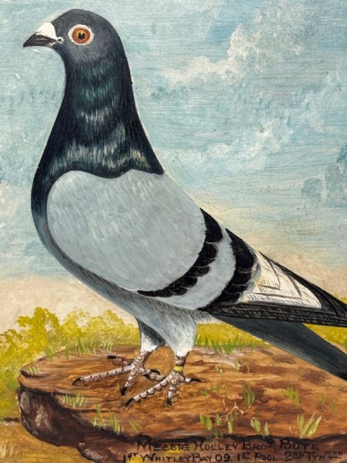 fig 6. An early 20th-century oil painting on board depicting two racing pigeons outdoors, housed in a dark carved wooden frame with hand-painted text detailing race victories.