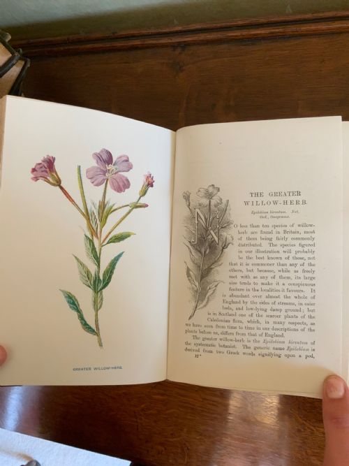 EARLY 20TH CENTURY COMPLETE SET OF BOOKS BY F E HULME - ADDITIONAL PHOTO 8