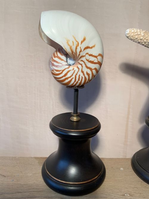 COLLECTION OF MOUNTED MARINE SPECIMENS - ADDITIONAL PHOTO 1