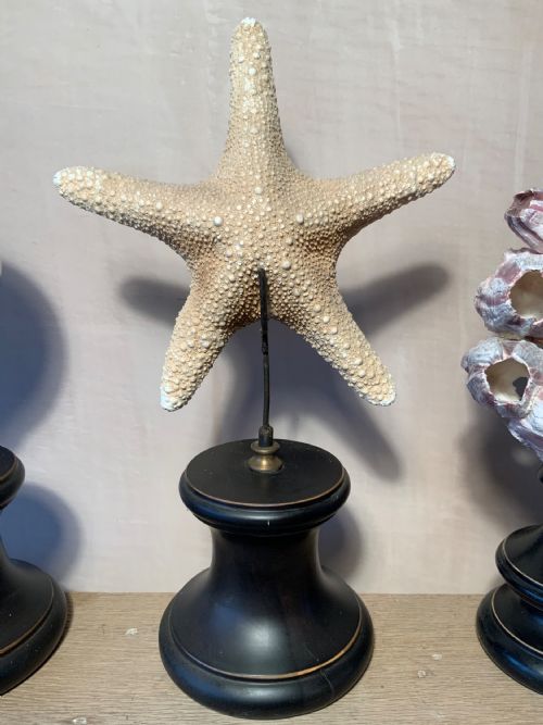 COLLECTION OF MOUNTED MARINE SPECIMENS - ADDITIONAL PHOTO 2