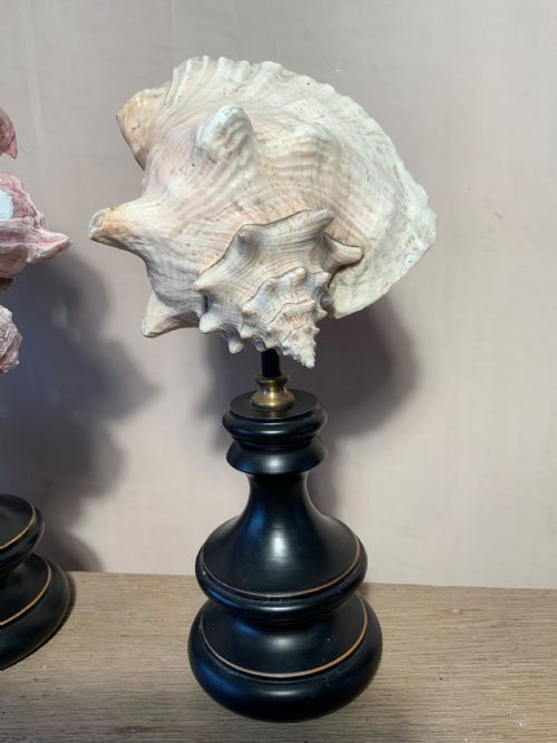COLLECTION OF MOUNTED MARINE SPECIMENS - ADDITIONAL PHOTO 3