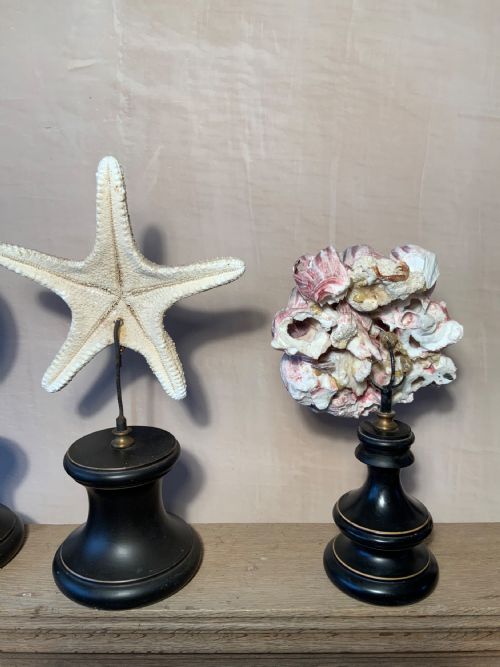 COLLECTION OF MOUNTED MARINE SPECIMENS - ADDITIONAL PHOTO 5