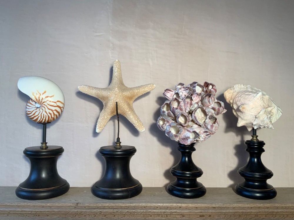 Collection of mounted marine specimens