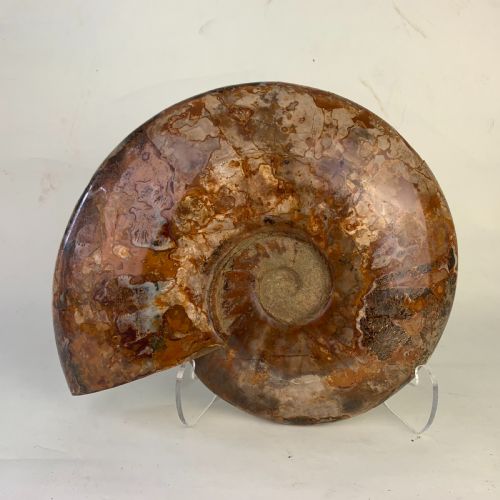large whole amonite fossil - CATEGORY: ANTIQUE MISCELLANEOUS - DATED BEFORE 1700