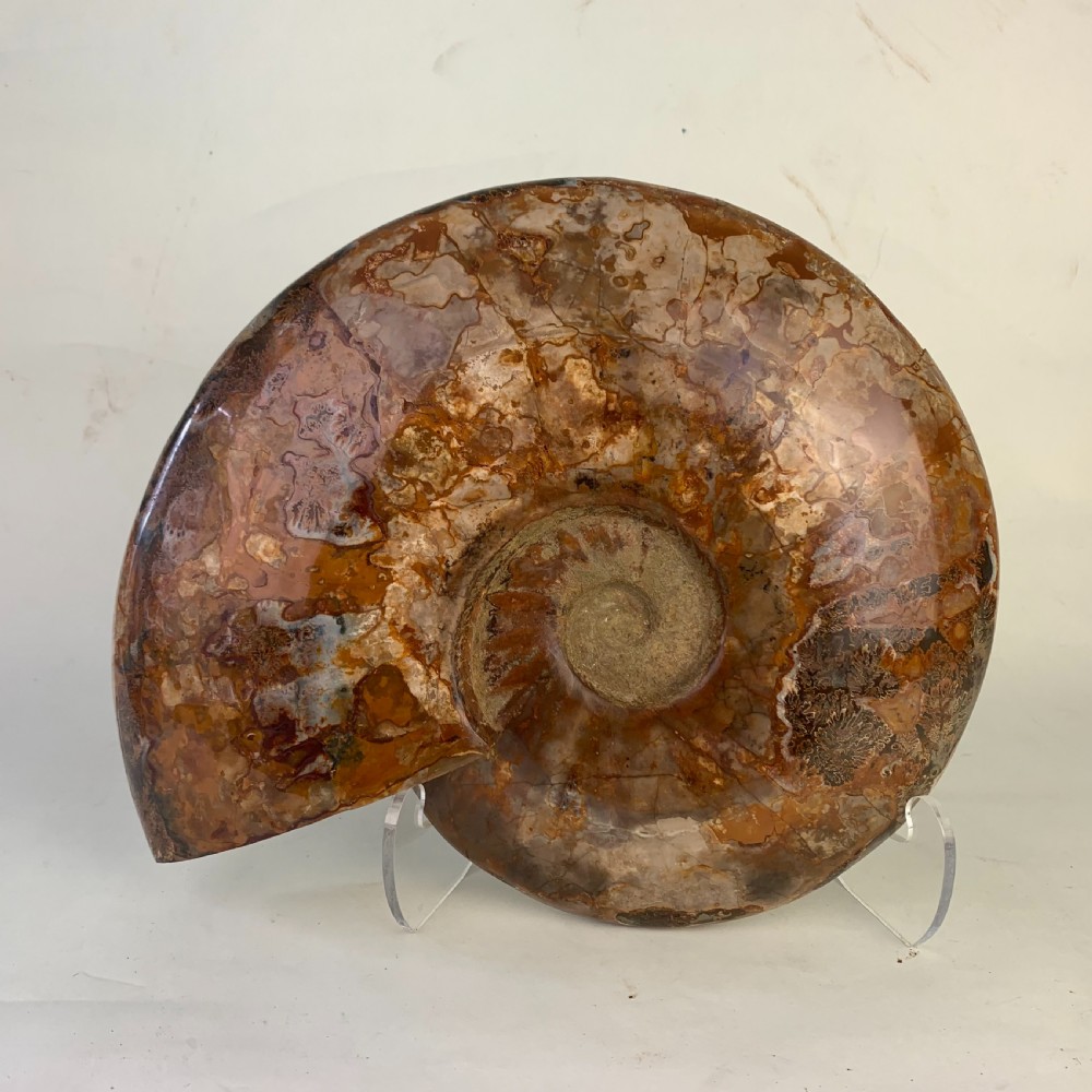 Large whole Amonite fossil