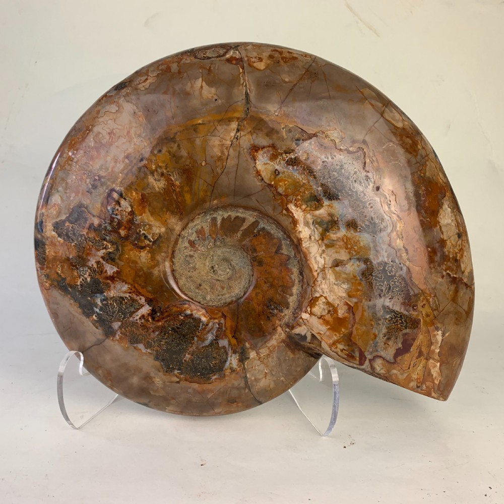Large whole Amonite fossil View II