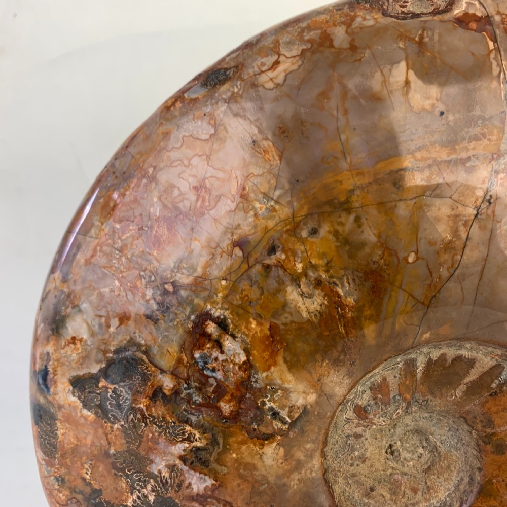 Large whole Amonite fossil View III