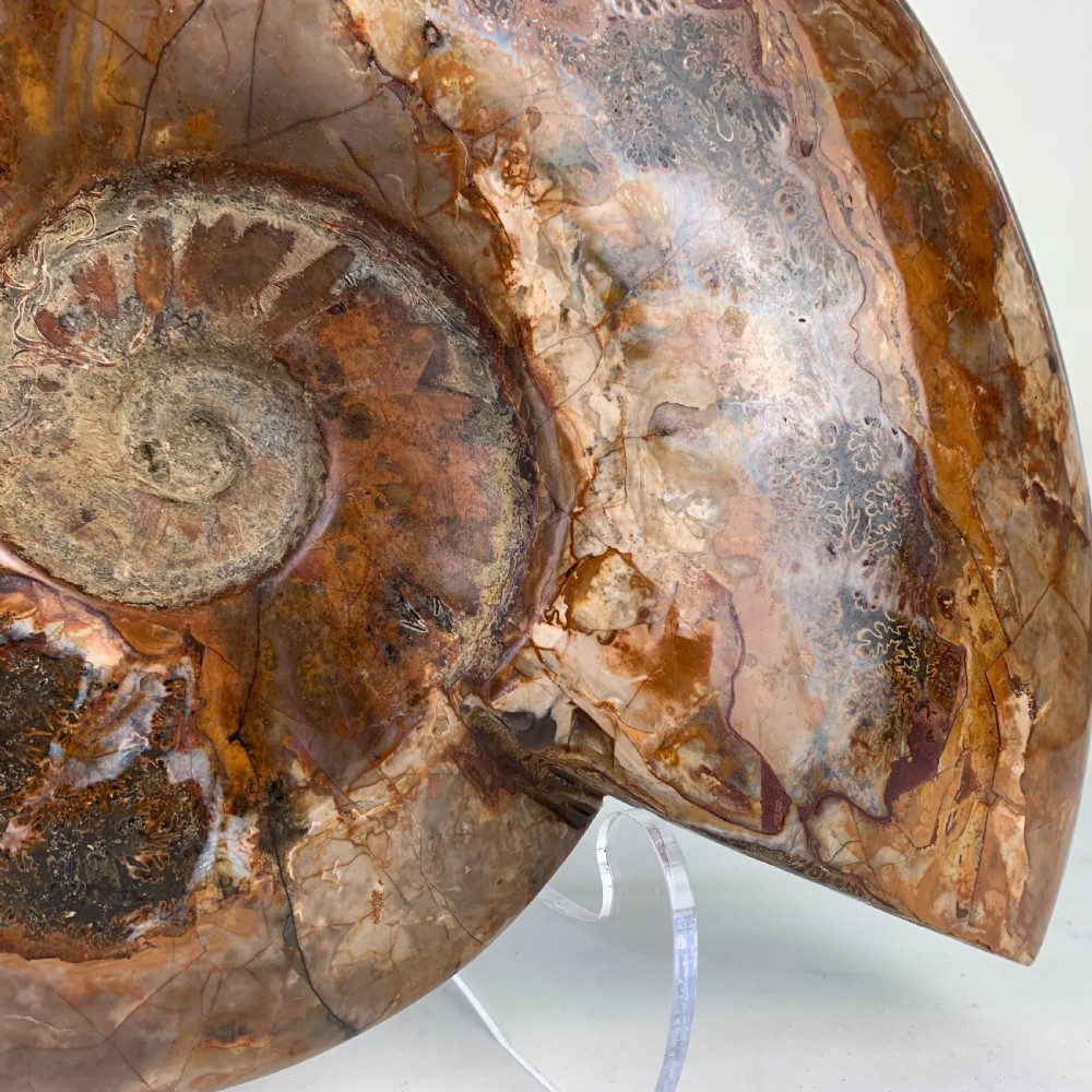 Large whole Amonite fossil View IV
