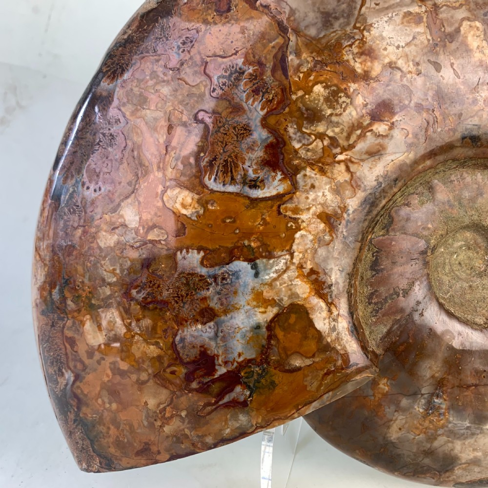 Large whole Amonite fossil View V