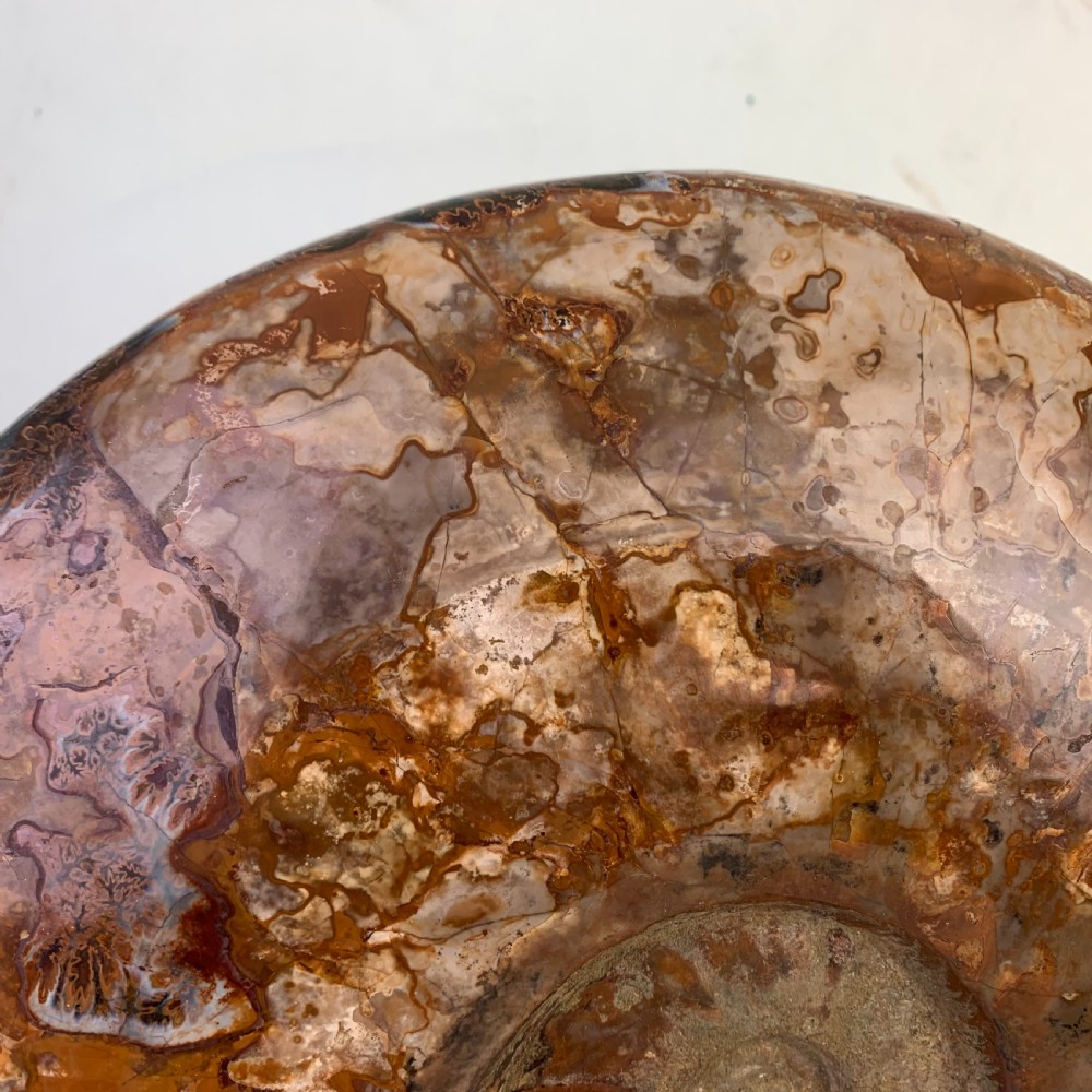Large whole Amonite fossil View VI