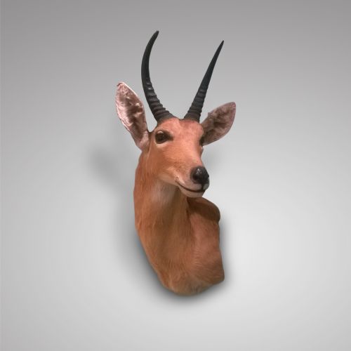 Taxidermist Impala Head