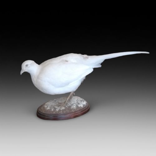 Taxidermy White Hen Pheasant