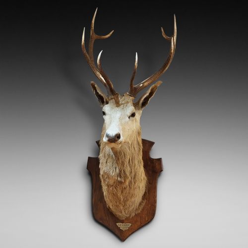 1896 Taxidermy 10 Point Stags Head