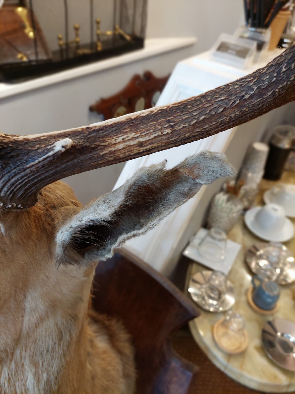 1896 Taxidermy 10 Point Stags Head View II