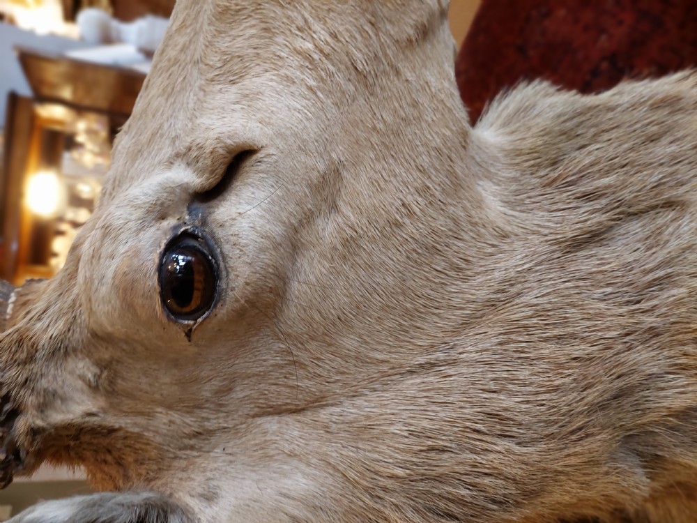 1896 Taxidermy 10 Point Stags Head View III