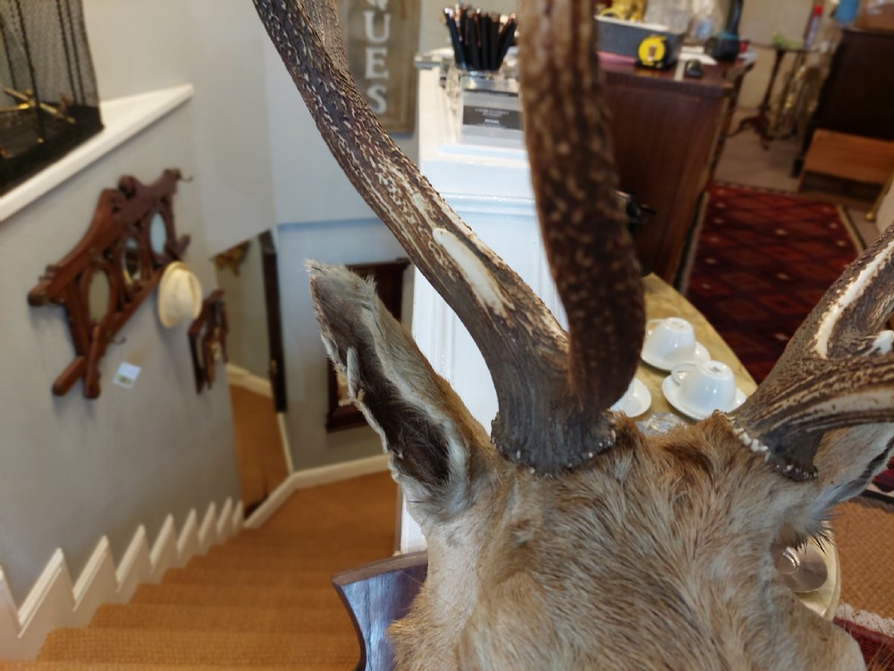 1896 Taxidermy 10 Point Stags Head View IV