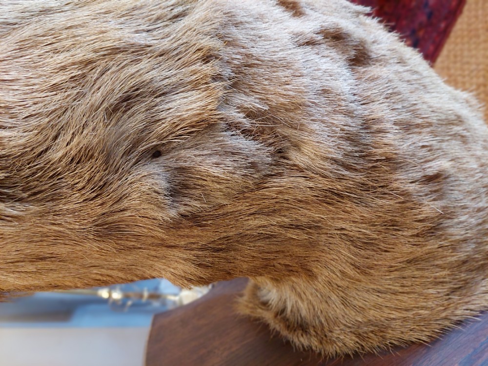 1896 Taxidermy 10 Point Stags Head View V