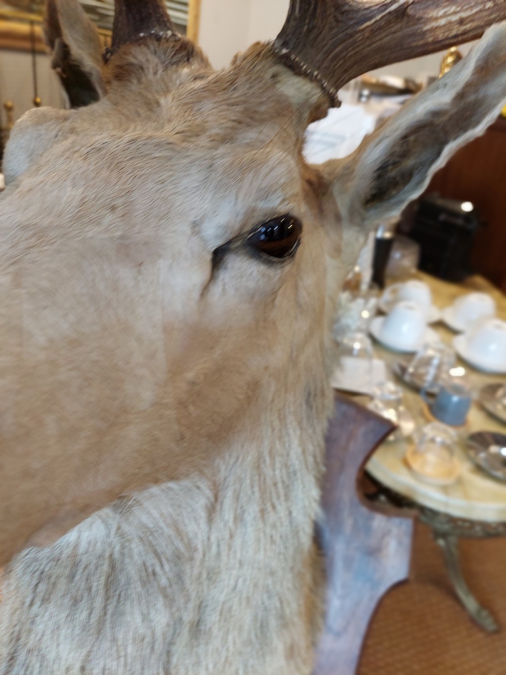 1896 Taxidermy 10 Point Stags Head View VI