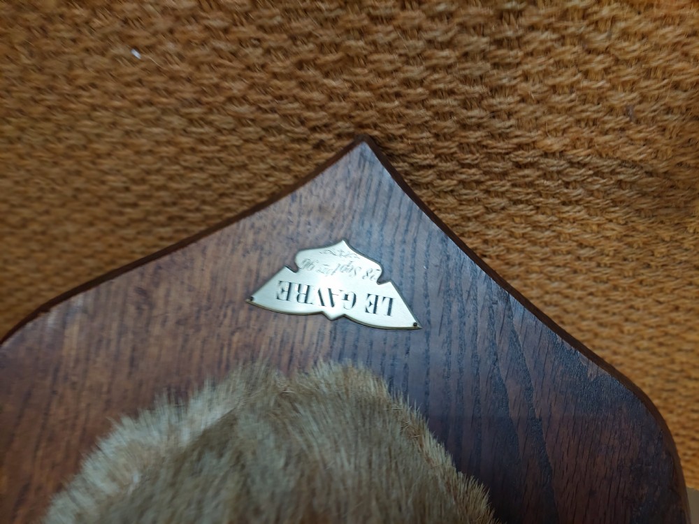 1896 Taxidermy 10 Point Stags Head View VII