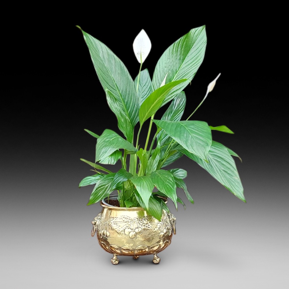Victorian Brass Jardiniere Planter