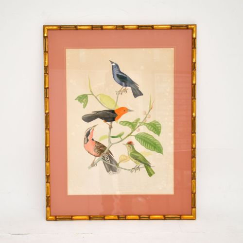fig 1. Set of 4 Antique Victorian Ornithological Lithographs