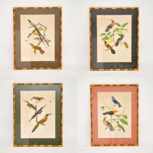 Set of 4 Antique Victorian Ornithological Lithographs