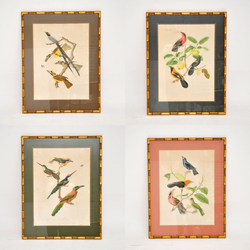 Set of 4 Antique Victorian Ornithological Lithographs