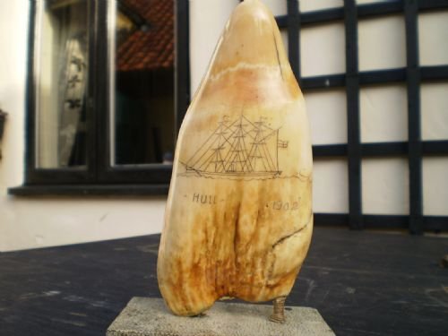 fig 1. Scrimshaw Sperm whale tooth Hull on Shagreen base.
