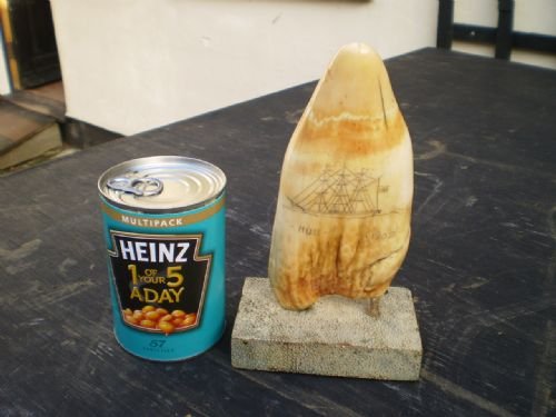 fig 3. Scrimshaw Sperm whale tooth Hull on Shagreen base.
