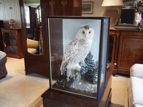 fig 1. Taxidermy Victorian female Snowy Owl rare example c1880