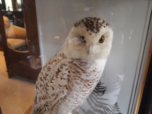fig 2. Taxidermy Victorian female Snowy Owl rare example c1880