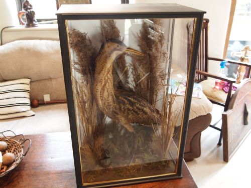 Taxidermy Victorian Norfolk Bittern Rare Example of Museum Quality C1880