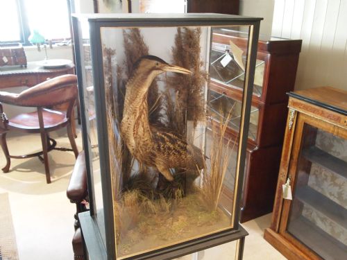 fig 1. Taxidermy Victorian Norfolk Bittern rare example of Museum quality c1880