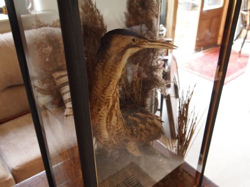 fig 2. Taxidermy Victorian Norfolk Bittern rare example of Museum quality c1880