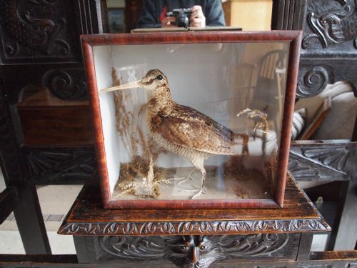 Taxidermy Victorian Woodcock C1895