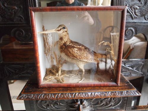 fig 2. Taxidermy Victorian Woodcock c1895