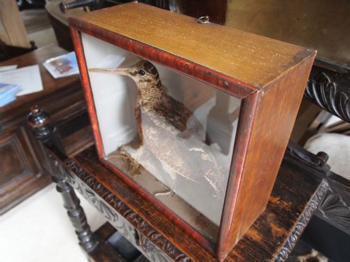 fig 3. Taxidermy Victorian Woodcock c1895