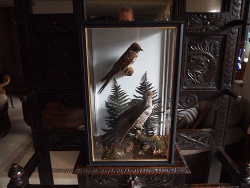 Taxidermy Cased Pair of Victorian Cuckoos a Female and Young Bird C1890