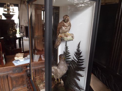 fig 1. Taxidermy cased pair of Victorian Cuckoos a female and young bird c1890