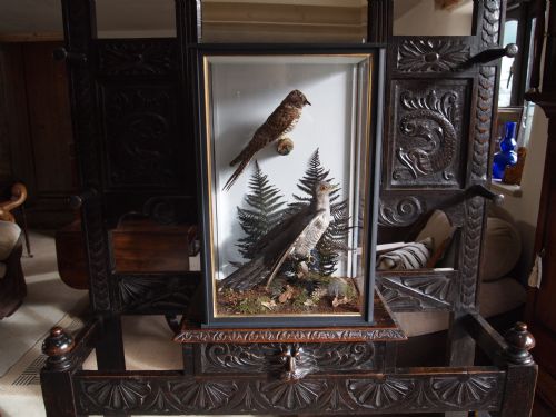 fig 3. Taxidermy cased pair of Victorian Cuckoos a female and young bird c1890