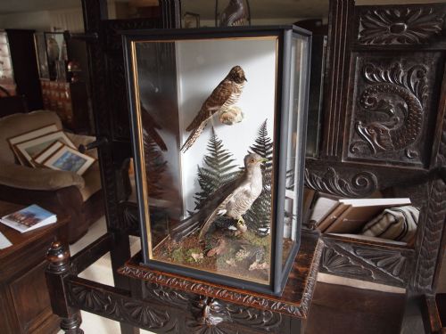 fig 4. Taxidermy cased pair of Victorian Cuckoos a female and young bird c1890